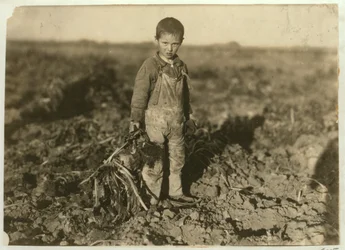 Jo di 6 anni che raccoglie barbabietole da zucchero in una fattoria vicino a Sterling, Colorado, 1915
