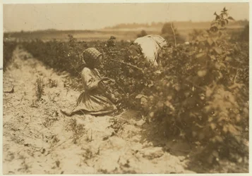 Una bambina polacca di sei anni che raccoglie bacche tutto il giorno con la sua famiglia (Scholtz) a Rock Creek vicino a Baltimora, Maryland, 1909