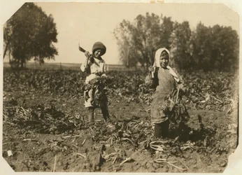 Amelia e Mary Luft, 9 e 12 anni, che tagliano barbabietole da zucchero in una fattoria vicino a Sterling, Colorado