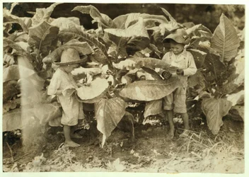 Amos 6 e Horace 4 raccolgono tabacco per il loro padre John Neal a Warren County, Albaton, Kentucky, 1916