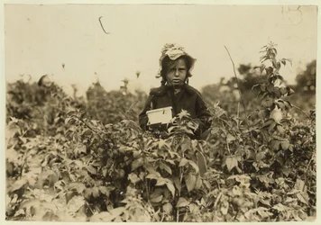 Annie Bissie raccoglie bacche nei campi vicino a Baltimora, Maryland, 1909