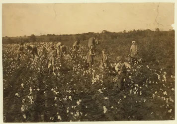 Famiglia che raccoglie cotone vicino a McKinney, Texas, 1913