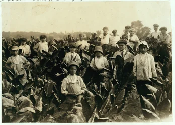 Fattoria di tabacco Goodrich, vicino a Gildersleeve, Connecticut, 1917