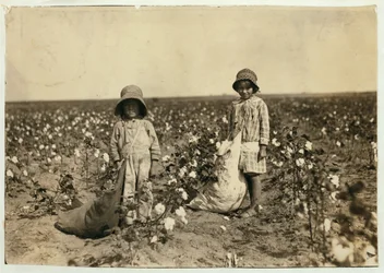 Jewel e Harold Walker, 6 e 5 anni, raccolgono 20-25 libbre di cotone al giorno a Geronimo, Contea di Comanche, Oklahoma, 1916