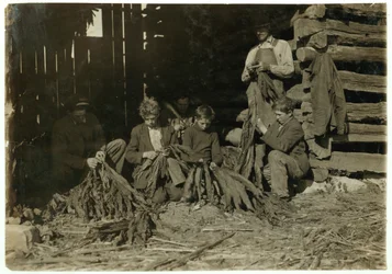 Figli di J.H. Burch di 12, 14 e 17 anni che spogliano il tabacco durante le ore scolastiche a Warren County, Rockfield, Kentucky, 1916