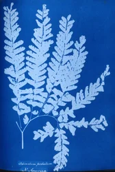 Cianotipo di una felce nordamericana, Adiantum pedatum