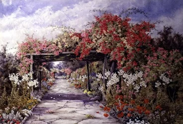Rose Rampicanti