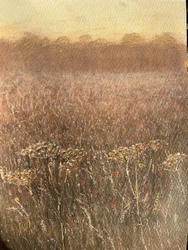 Campo di fagioli al crepuscolo