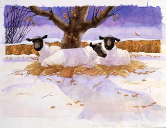 Pecore nella neve