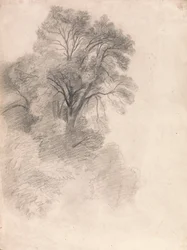 Studio di frassini
