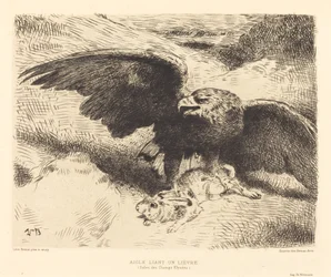 Aquila che cattura una lepre