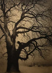 Léon Spilliaert (1881-1946) Albero in inverno Brafa 2019 31-01-2019