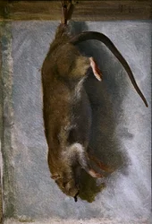 Studio di un ratto morto