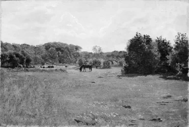 Prato con un cavallo nero al pascolo