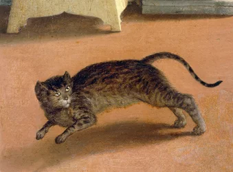 Gatto terrorizzato, dettaglio dall
