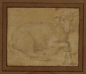 Studio di un agnello ...