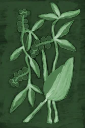 Sfumature botaniche di verde