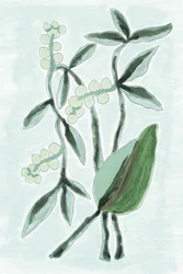 Acquerello botanico verde