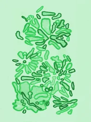 Forme verdi e organiche