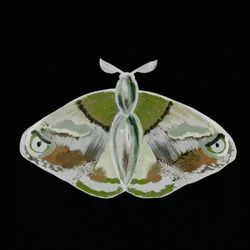 Una falena verde davvero suggestiva