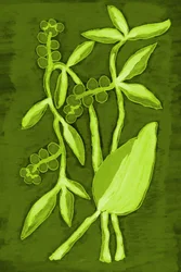 Fogliame di un verde intenso