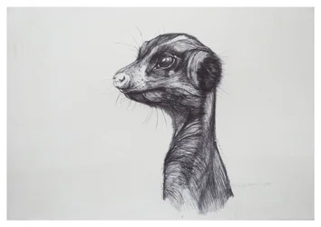Suricato, 2016