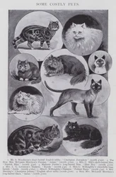 Alcuni animali domestici costosi