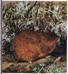 Lemming bruno, un roditore tozzo che vive in un labirinto di tunnel