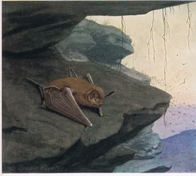 Pipistrello dalla coda libera