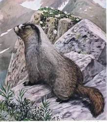 Marmotta grigia sempre vigile, segnala il pericolo con fischi acuti