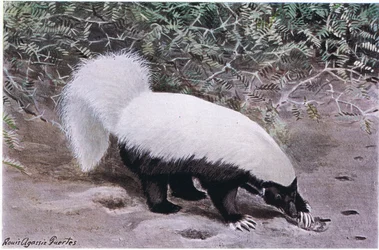 Moffetta dal naso di maiale, parte superiore bianca, parte inferiore nera, scava per il cibo con i suoi lunghi artigli