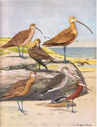 Chiurlo di Hudson, Chiurlo esquimese, Chiurlo beccolungo, Chiurlo marmorizzato, Chiurlo di Hudson
