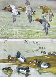 Illustrazione da La storia naturale degli uccelli americani dell