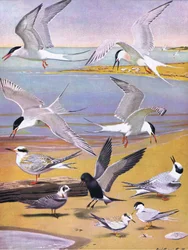 Illustrazione da La storia naturale degli uccelli americani dell