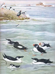 Illustrazione da La storia naturale degli uccelli americani dell