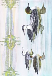 Illustrazione da La storia naturale degli uccelli americani dell