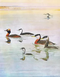 Illustrazione da La storia naturale degli uccelli americani dell