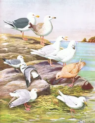 Illustrazione da La storia naturale degli uccelli americani del Nord-Est e Centro America pub. da Bramhall House c.1970