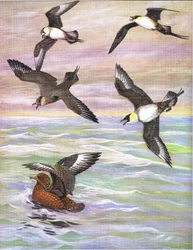 Illustrazione da La storia naturale degli uccelli americani del Nord-Est e Centro America pub. da Bramhall House c.1970