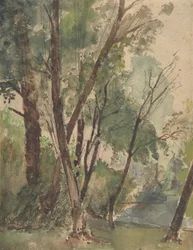 Alberi accanto a uno stagno