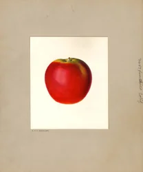 Mela (Malus domestica: n. 57) (acquerello)