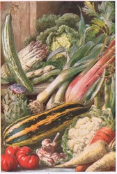 Ortaggi da giardino, illustrazione da 