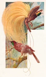 Grandi uccelli del paradiso, 1910, 1911