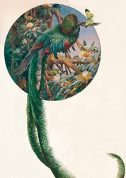 «Trogoni dalla lunga coda», 1910 circa, 1911