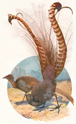 Uccelli lira, 1911