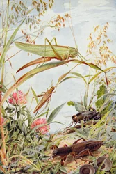 Insetti musicali, illustrazione da 