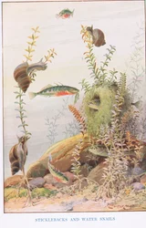 Spinarelli e lumache d
