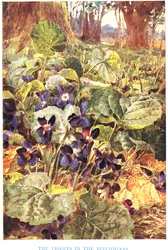 Viole nel bosco di faggi, illustrazione da 