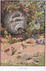 Nido di vespe, illustrazione da 