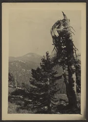 [Picco di Abe Lincoln]